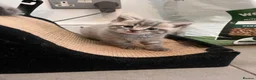 Ragdoll cats for sale: Beautiful Ragdoll cross kittens  - Advert 17