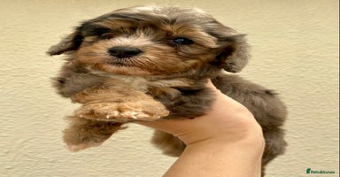Cavapoo dogs - Advert 7