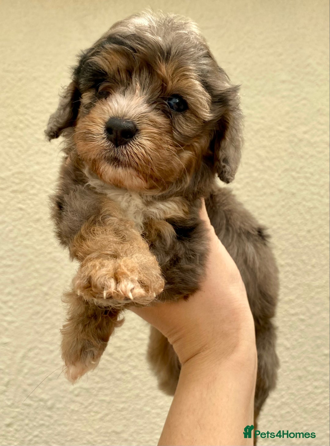 Cavapoo dogs for sale: Extensively Health tested F1 Toy Cavapoo puppies - Image 5