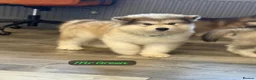 Alaskan Malamute dogs for sale: READY NOW Champion line KC Alaskan Malamute Pups  - Advert 10
