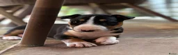 English Bull Terrier dogs for sale: English bull terrier puppies  in Camberley - Advert 3