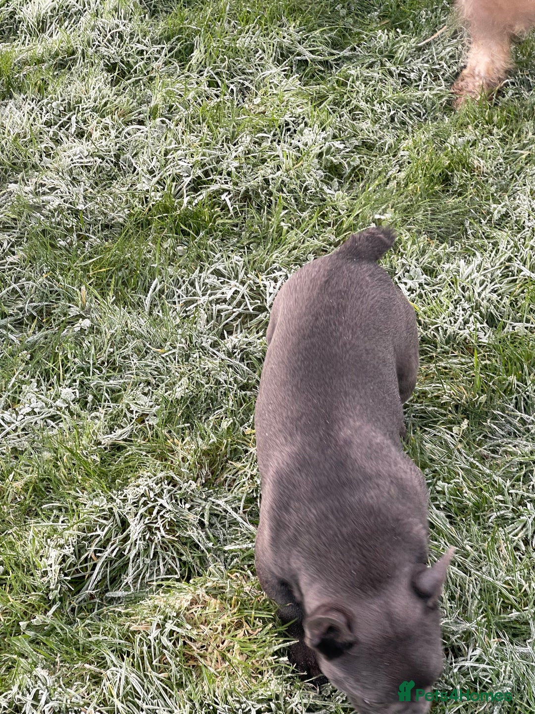 French Bulldog dogs for sale: French bulldog - Advert 3