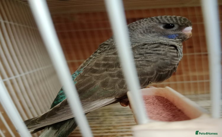 Budgerigars birds - Advert 2