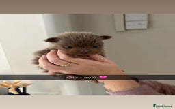 Pomeranian dogs for sale: Pomeranian puppies  - Image 11