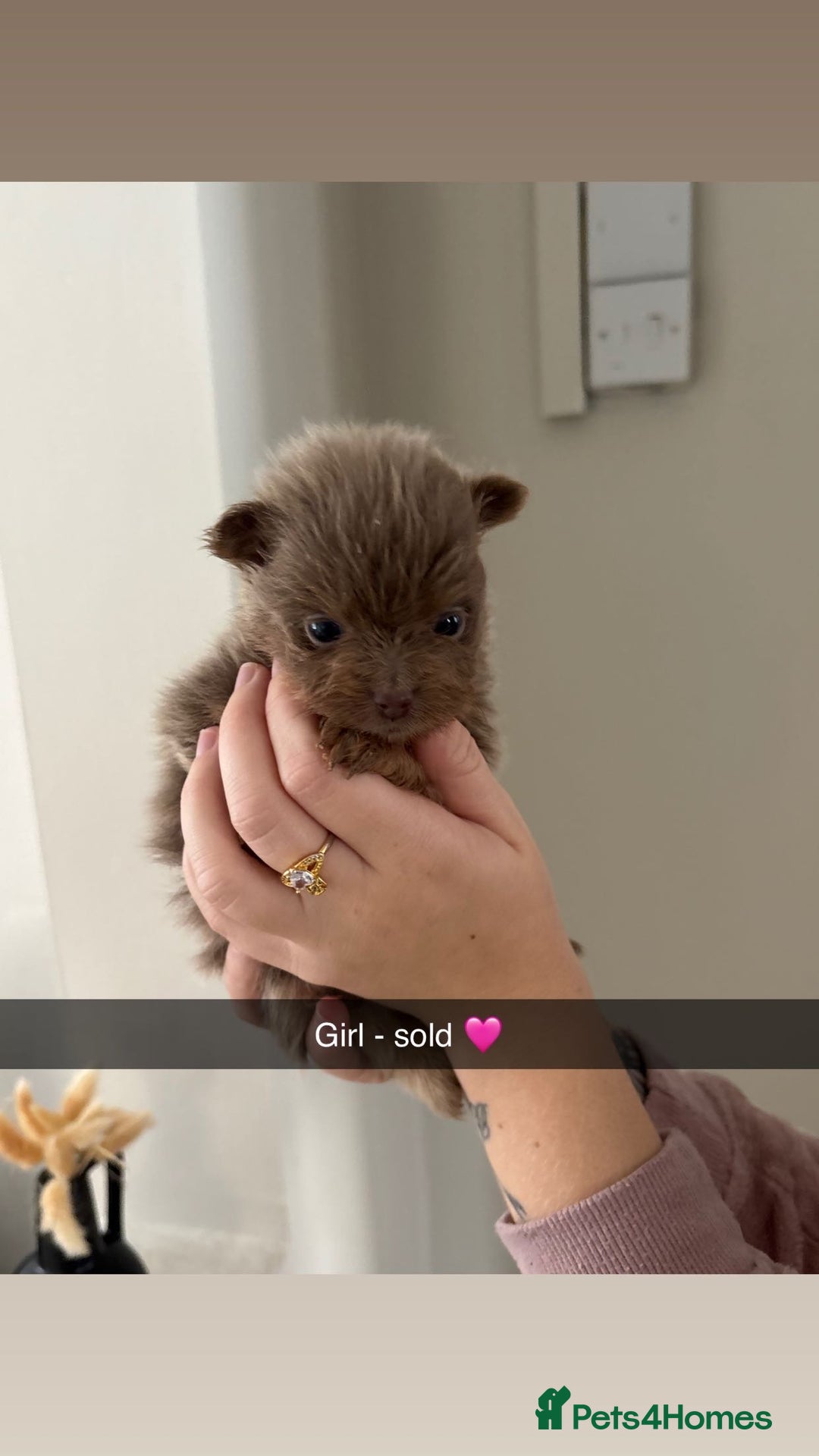 Pomeranian dogs for sale: Pomeranian puppies  - Image 11