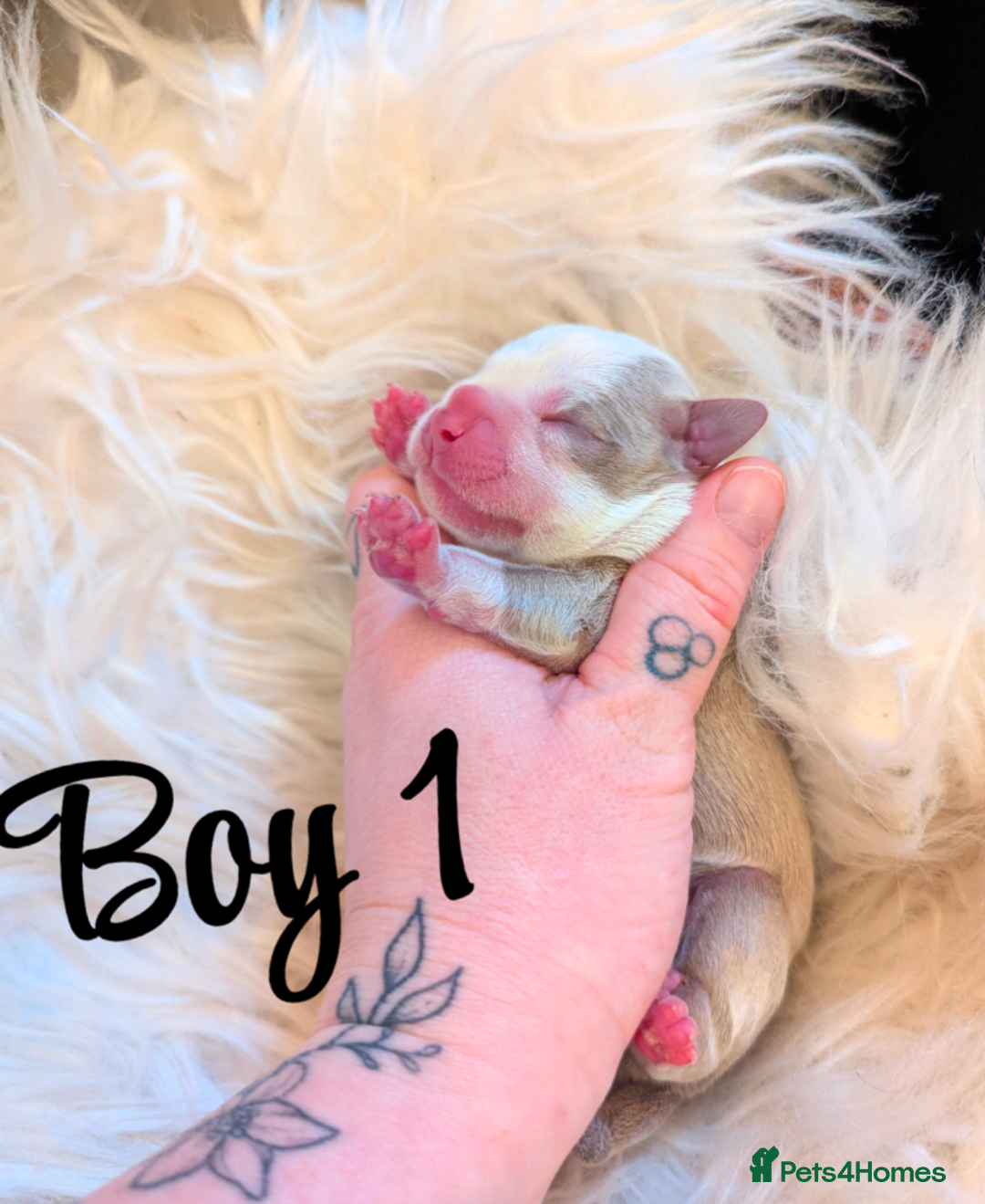 Boston Terrier dogs for sale: Boston X  - Advert 8