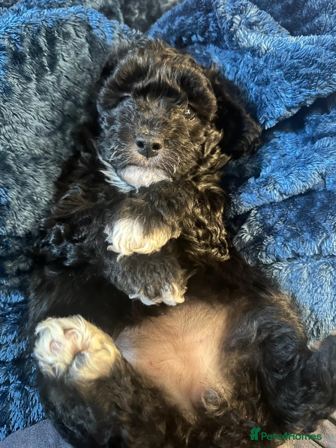 Miniature Poodle dogs for sale: Gorgeous pure bred miniature poodles - Advert 30