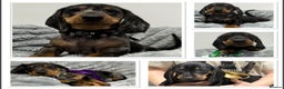Miniature Dachshund dogs for sale: Gorgeous Miniature Dachshunds - Advert 1