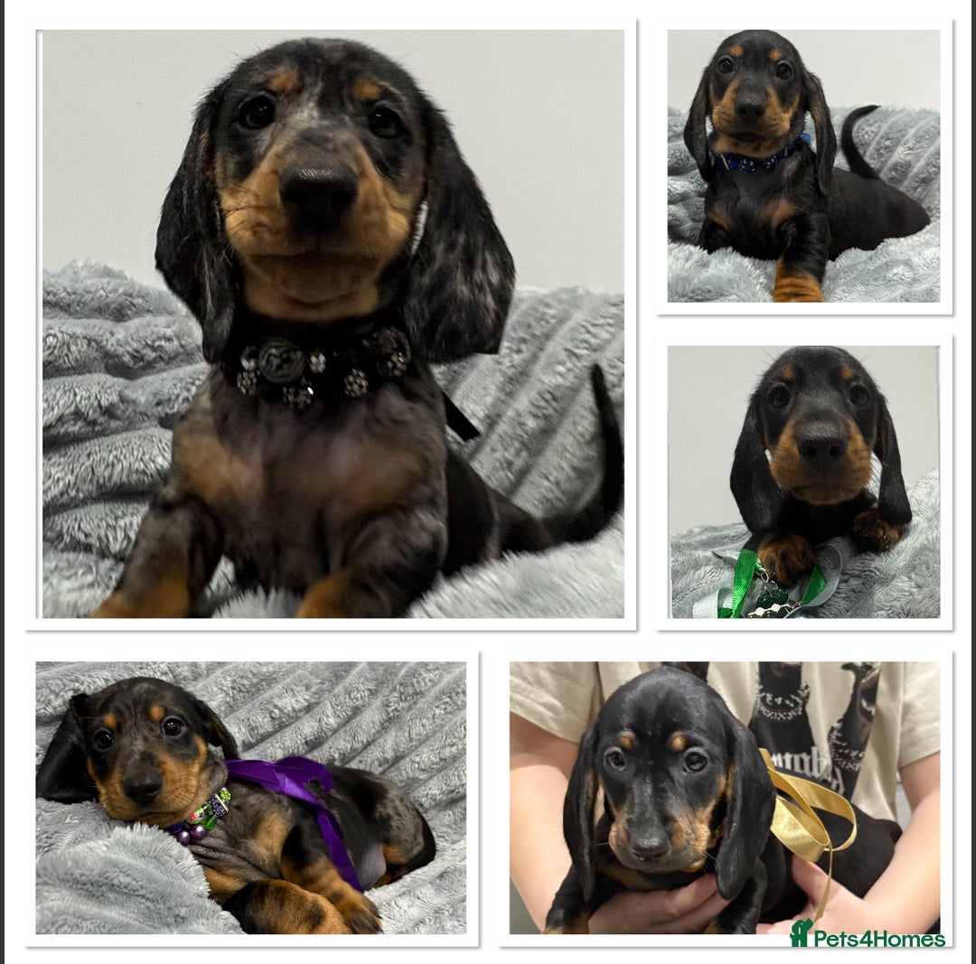 Miniature Dachshund dogs for sale: Gorgeous Miniature Dachshunds - Advert 1