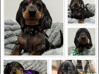 Miniature Dachshund dogs Gorgeous Miniature Dachshunds - Advert 1