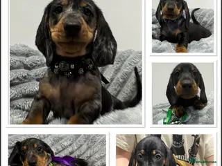 Miniature Dachshund dogs Amazing Miniature Dachshunds Ready To Leave - Advert 3