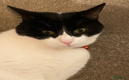 European cats for adoption: Maisie is looking for the perfect forever home - Image 13