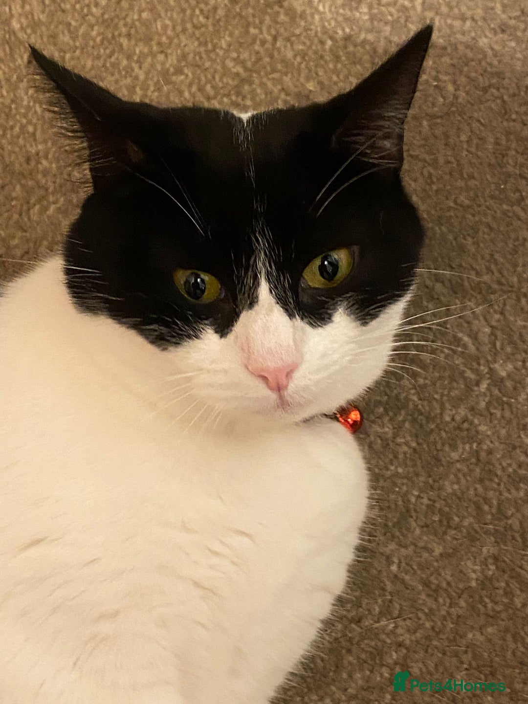 European cats for adoption: Maisie is looking for the perfect forever home - Image 13