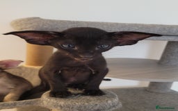 Oriental cats for sale: Oriental Shorthair kittens  - Image 26
