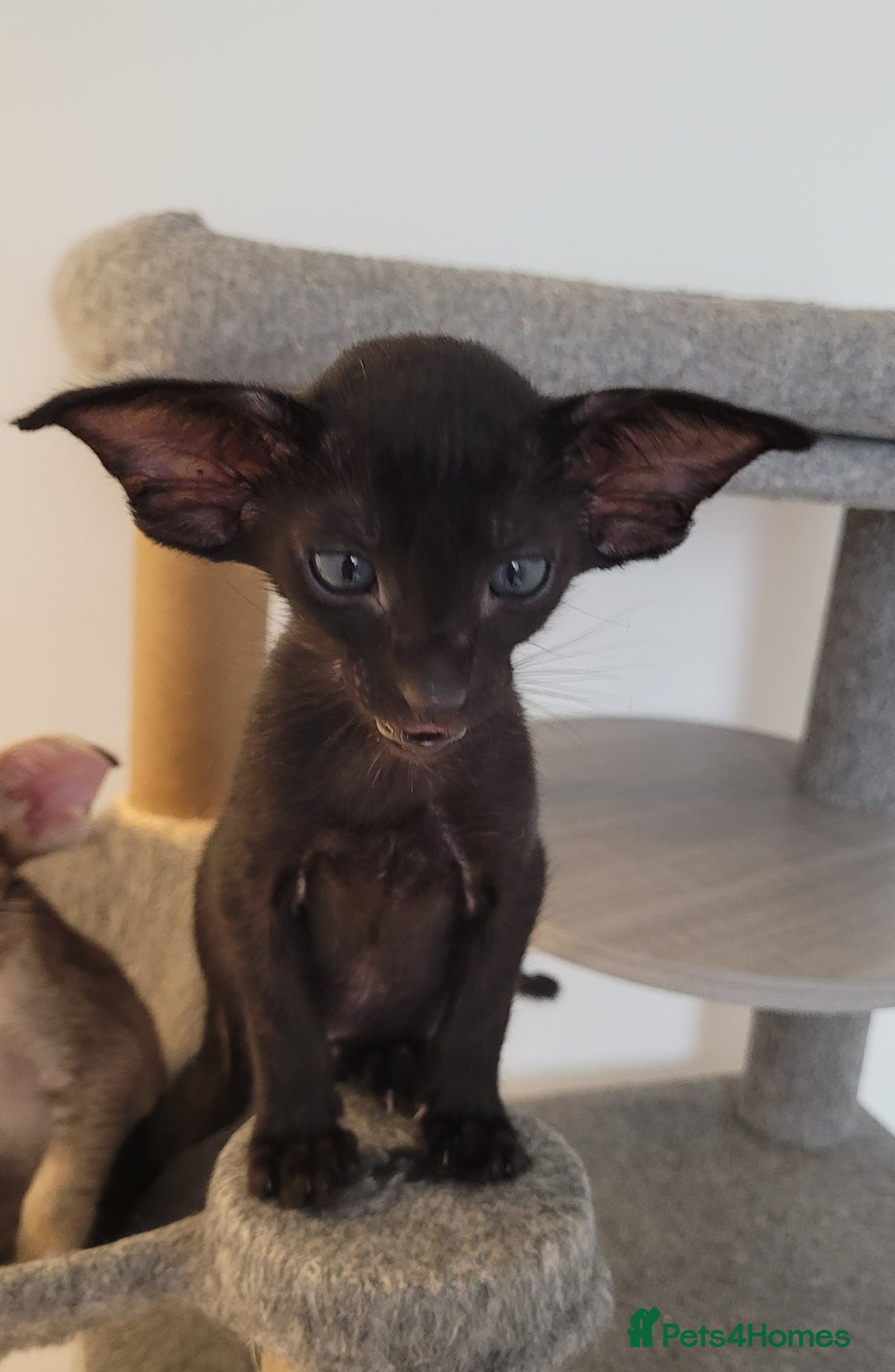 Oriental cats for sale: Oriental Shorthair kittens  - Image 26