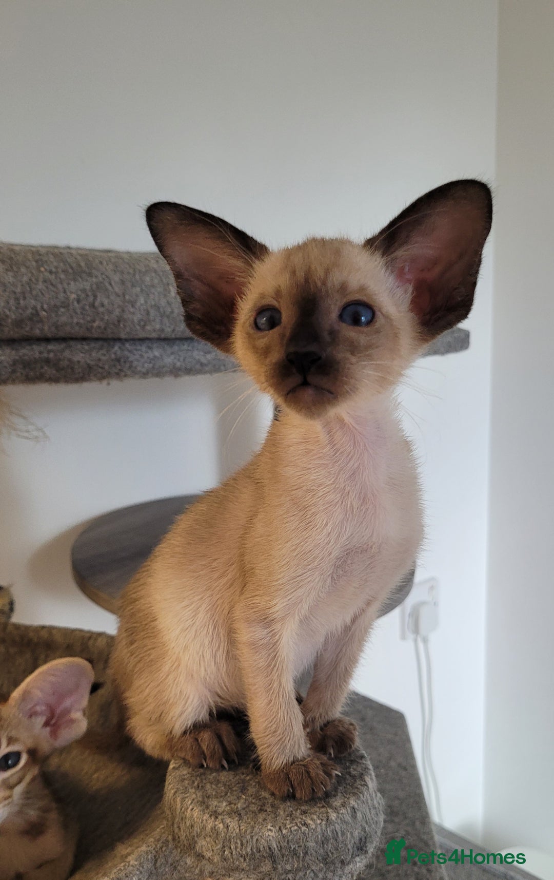 Oriental cats for sale: Oriental Shorthair kittens  - Image 20