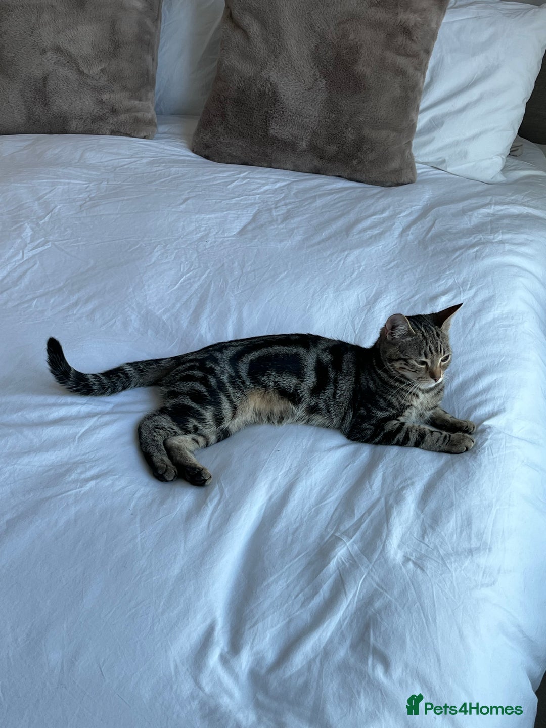 British Shorthair cats for sale: Bonded Sister Kittens for Rehoming - Advert 18