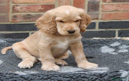 Cocker Spaniel dogs for sale: KC registered Cocker Spaniel puppies - Image 32