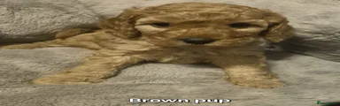 Brown Puppy 