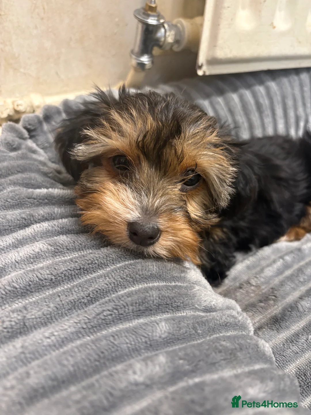 Yorkshire Terrier dogs for sale: Ready now Yorkie girl  - Advert 5