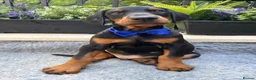 Dobermann dogs for sale: *KC REGISTERED* HEALTH TESTED DOBERMAN PUPPIES - Advert 17