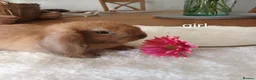 Mini Lop rabbits for sale: Beautiful mini lops - Advert 8