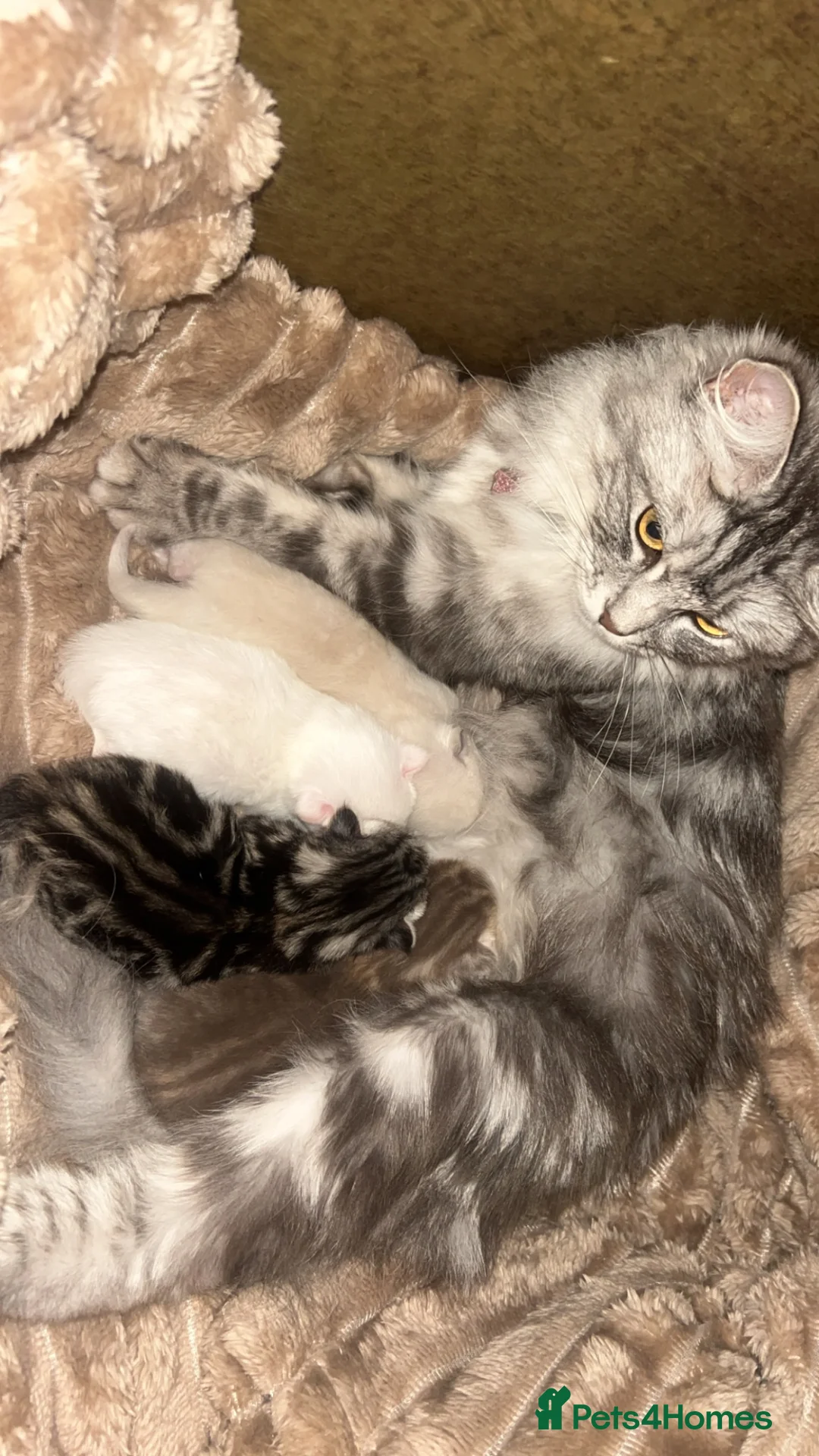 Norwegian Forest Cat cats for sale: Norwegian forest kittens  - Advert 2