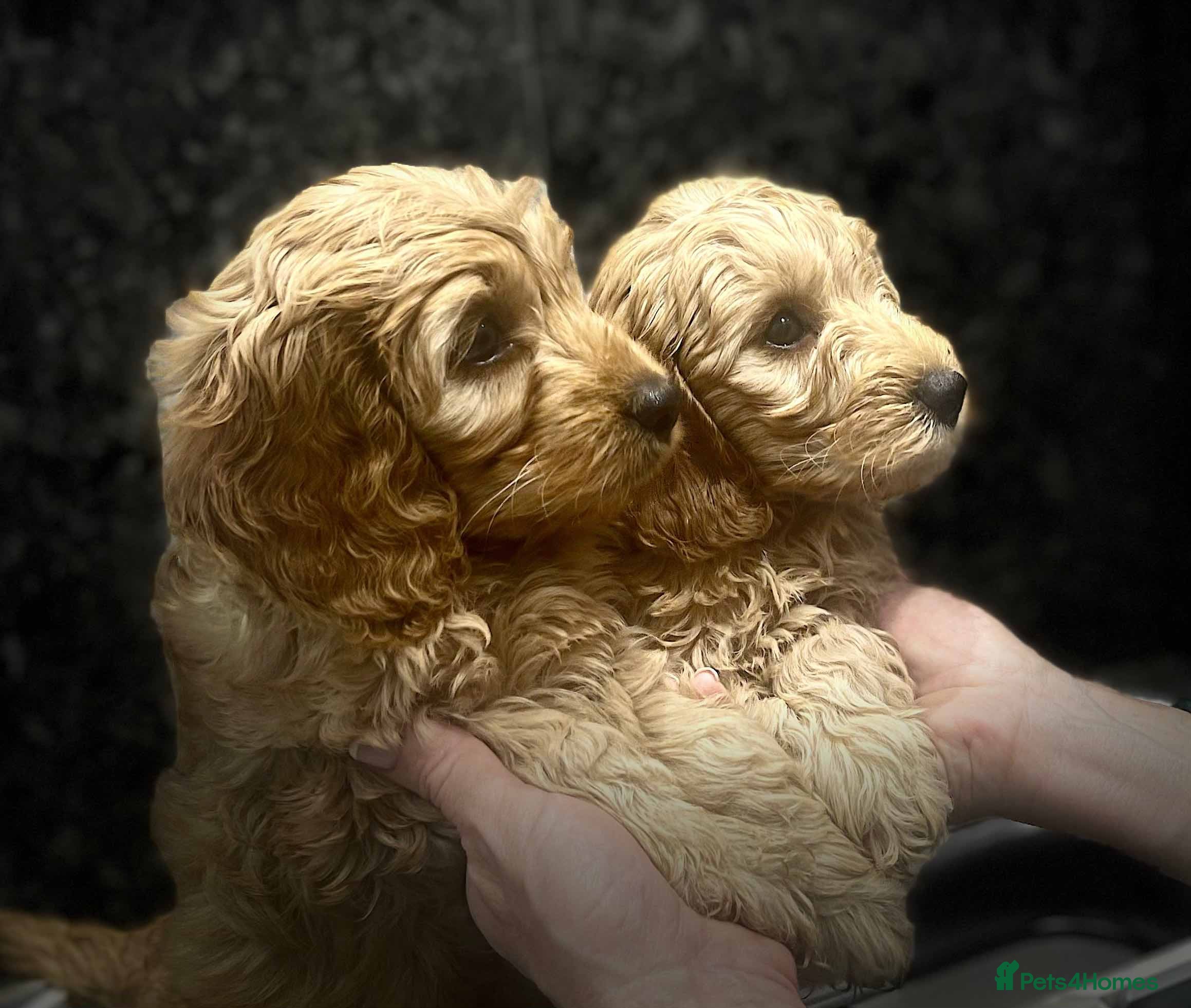 Cockapoo dogs Blond Boy Cockapoos looking for home - Advert 4