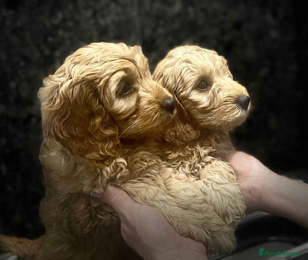 Cockapoo dogs for sale: Blond Boy Cockapoos looking for home - Advert 1