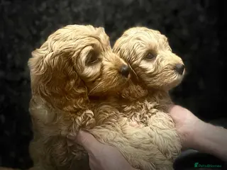 Cockapoo dogs Blond Boy Cockapoos looking for home - Advert 3