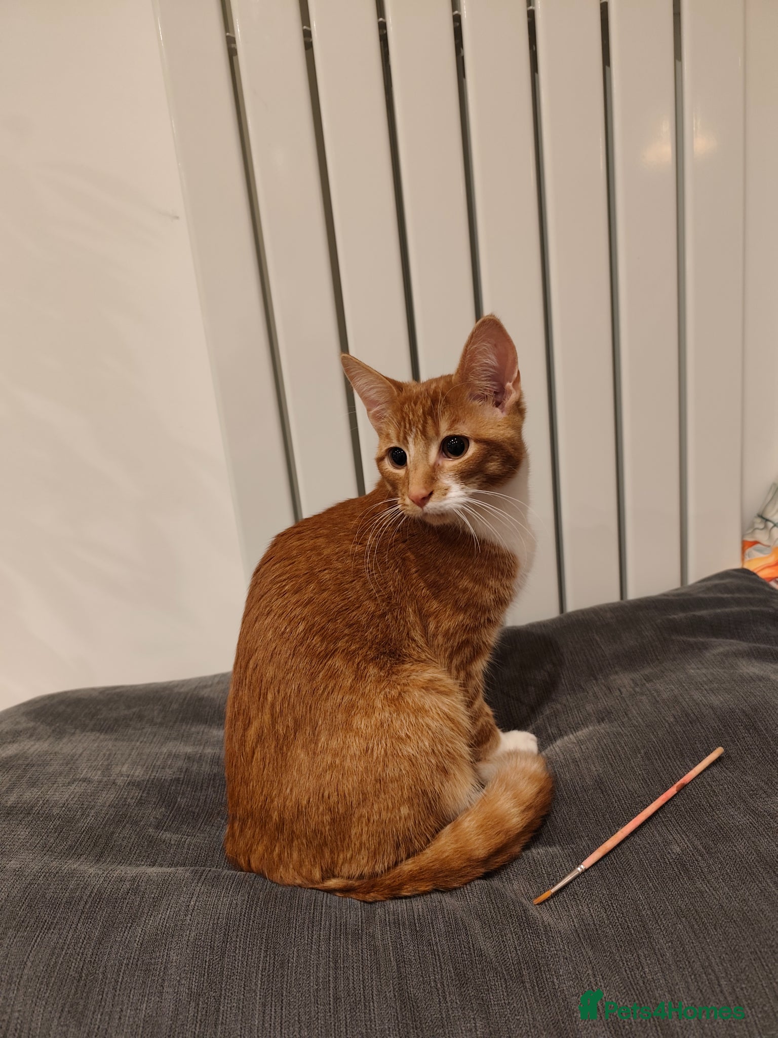 Mixed Breed cats Ginger boy  - Advert 16