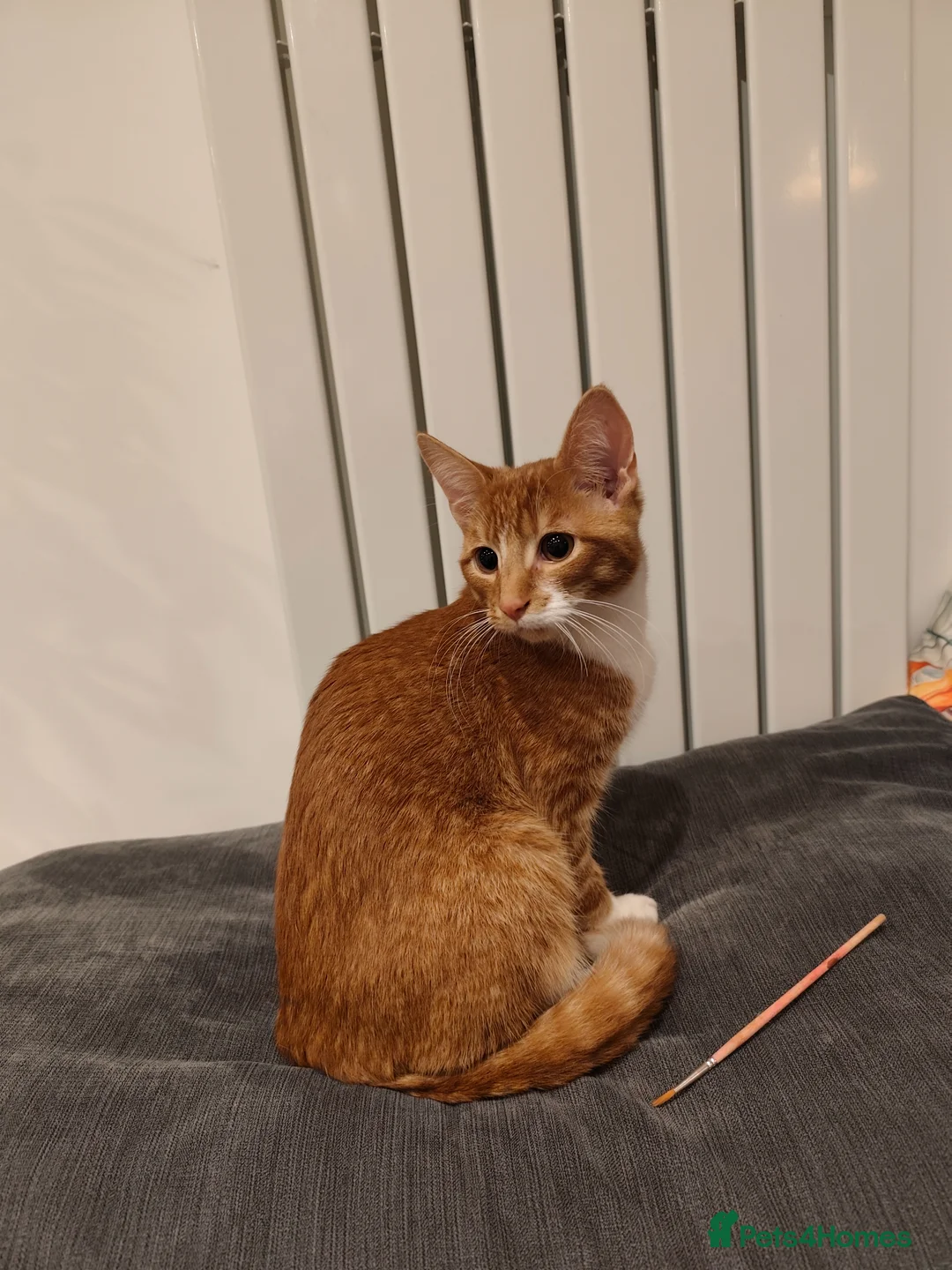 Mixed Breed cats for sale: Ginger boy  in Newark - Advert 1