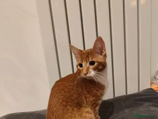 Mixed Breed cats Ginger boy - Advert 1