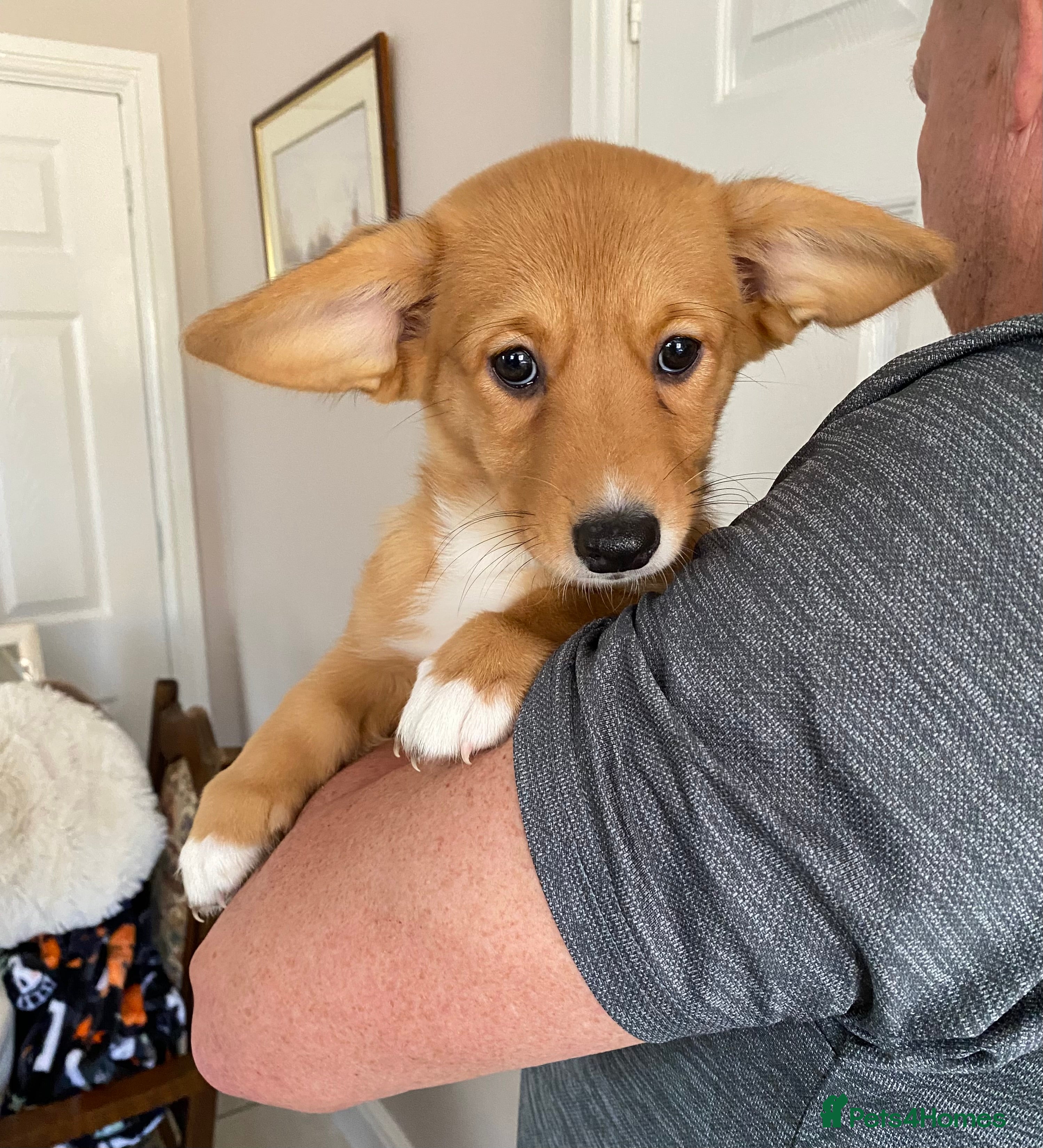 Welsh Corgi Cardigan dogs Welsh Cardigan Corgis by 5 ⭐️ Licensed Breeder - Advert 1