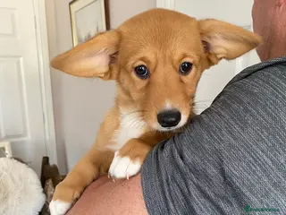 Welsh Corgi Cardigan dogs Welsh Cardigan Corgis by 5 ⭐️ Licensed Breeder - Advert 1