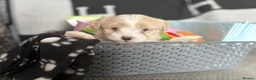Maltipoo dogs for sale: 4 maltipoos - Advert 2