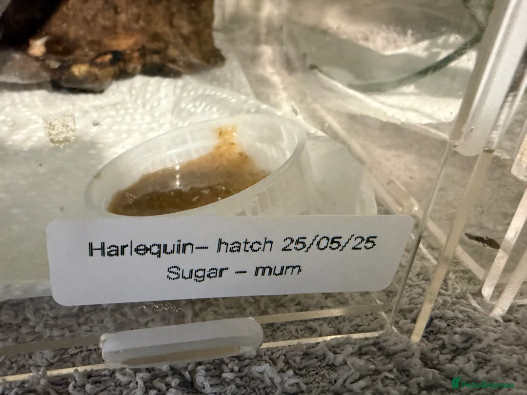 Gecko reptiles for sale: 🔥🔥 CRESTED GECKOS 🔥🔥🔥 - Advert 9