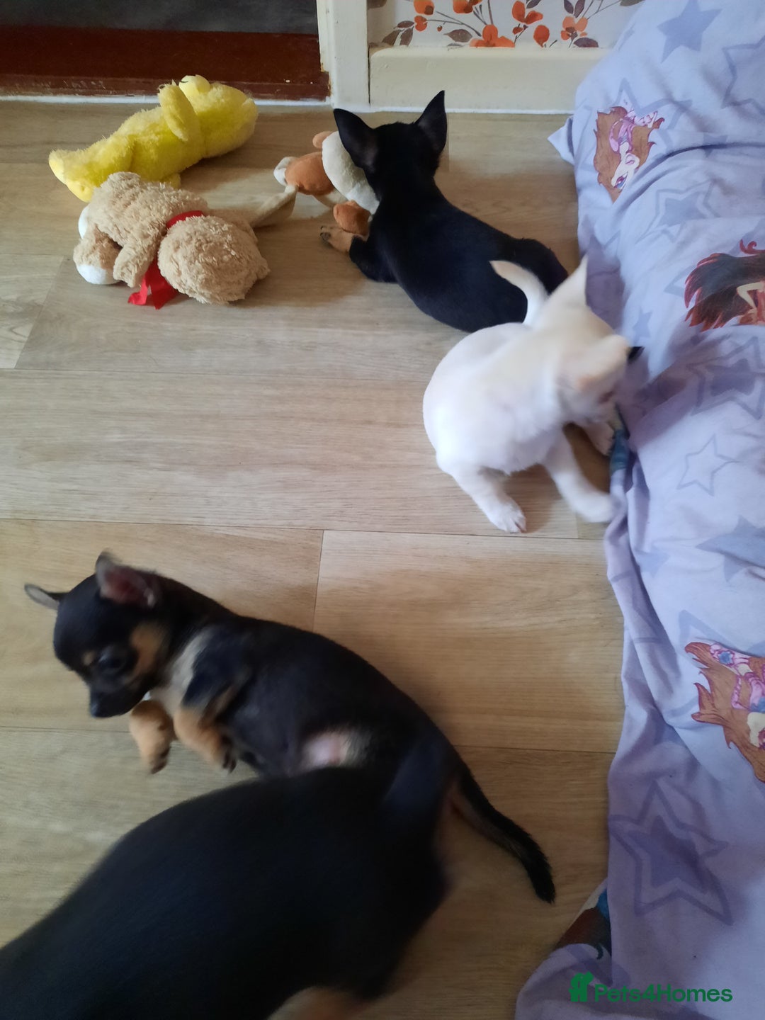 Chihuahua dogs for sale: Lovely chihuahua puppies! - Image 15