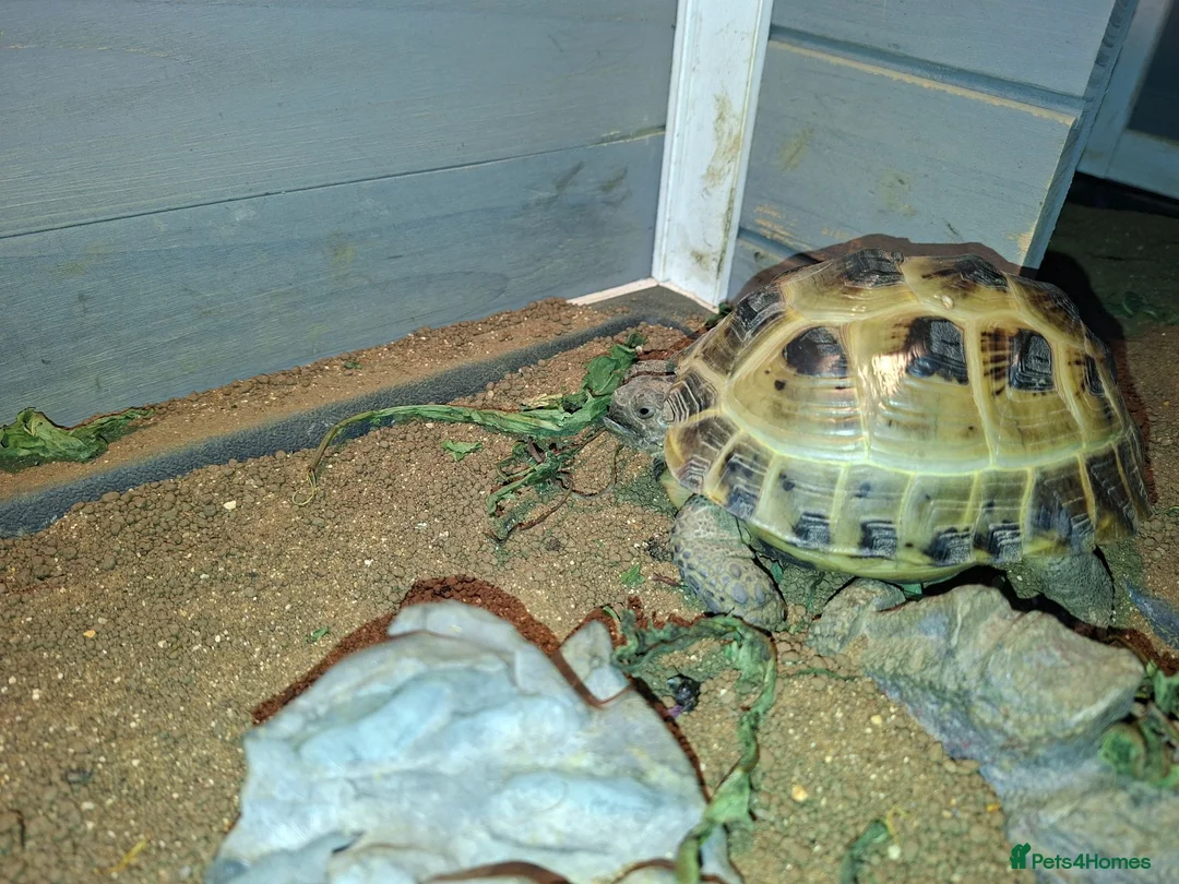 Tortoise reptiles for sale: Tortoise in need of new home. in Todmorden - Advert 2