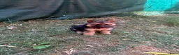 German Shepherd dogs for sale: German Sheppard Puppies in Pulborough - Advert 4