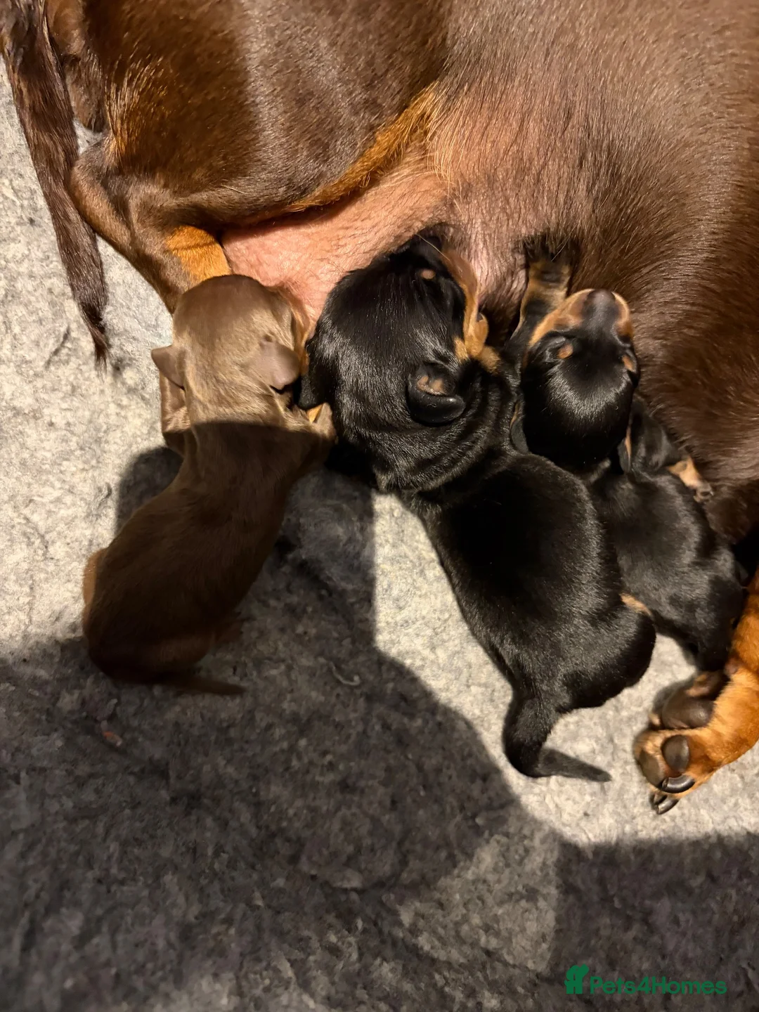 Miniature Dachshund dogs for sale: Black and Tan beautiful miniature dachshunds - Advert 12