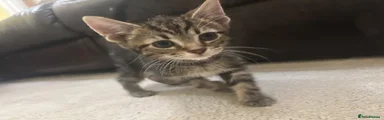 Kitten 3 