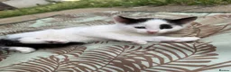 Mixed Breed cats for sale: 4 Beautiful Kittens Ready for Loving Homes in London - Advert 4