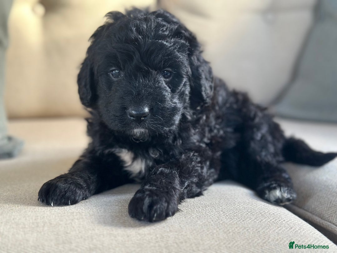 Bernedoodle dogs for sale: F1 BERNADOODLE BOYS AND GIRLS - Advert 15