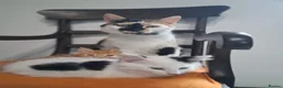 Mixed Breed cats for sale: 2 Fluffy kittens, preferably to be homed together  in Boncath - Advert 13