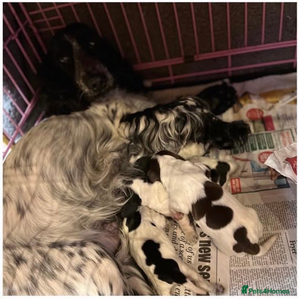 Cocker Spaniel dogs Waiting list open due 28th March  - Advert 1