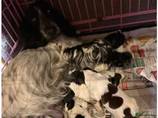 Cocker Spaniel dogs Waiting list open due 28th March - Advert 1