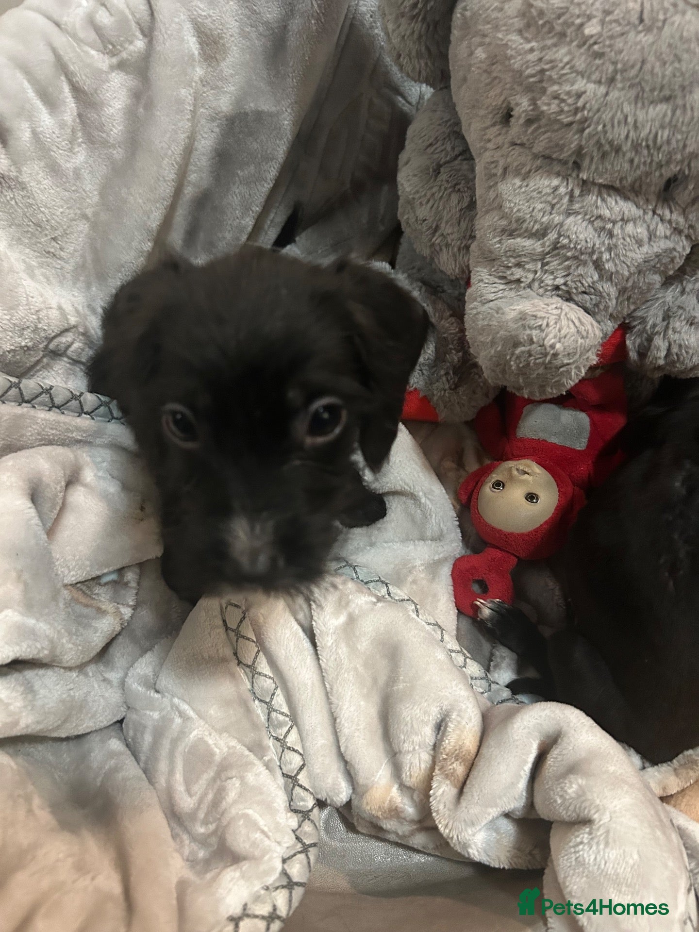 Mixed Breed dogs Beautiful miniature poodle - Advert 2