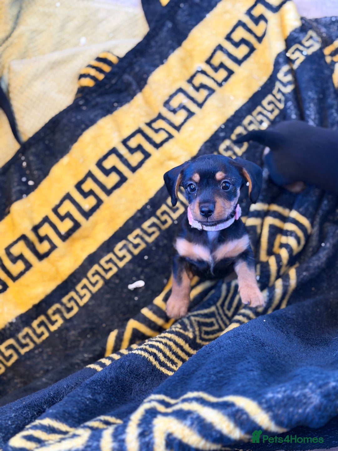 Mixed Breed dogs for sale: DACHSHUND X TERRIER  - Advert 6