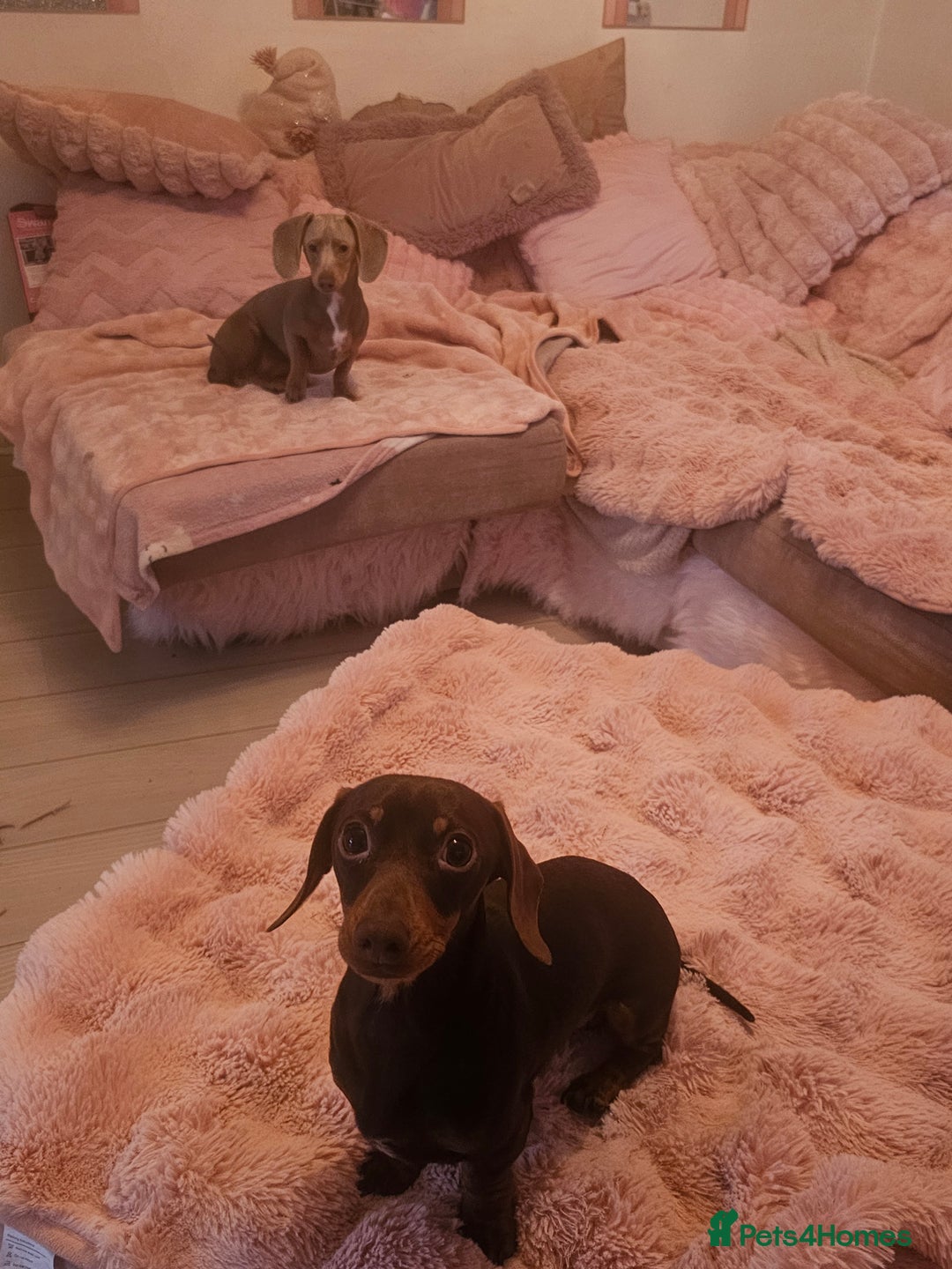 Miniature Dachshund dogs for sale: 10 month old pedegree minature dashound - Advert 13